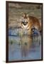 India, Bengal Tiger, Panthera Tigris-Stuart Westmorland-Framed Photographic Print