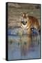 India, Bengal Tiger, Panthera Tigris-Stuart Westmorland-Framed Stretched Canvas