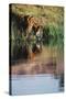 India, Bengal Tiger, Panthera Tigris-Stuart Westmorland-Stretched Canvas