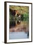 India, Bengal Tiger, Panthera Tigris-Stuart Westmorland-Framed Photographic Print