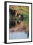 India, Bengal Tiger, Panthera Tigris-Stuart Westmorland-Framed Photographic Print