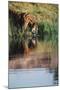 India, Bengal Tiger, Panthera Tigris-Stuart Westmorland-Mounted Photographic Print