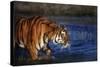 India, Bengal Tiger, Panthera Tigris-Stuart Westmorland-Stretched Canvas