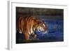 India, Bengal Tiger, Panthera Tigris-Stuart Westmorland-Framed Photographic Print