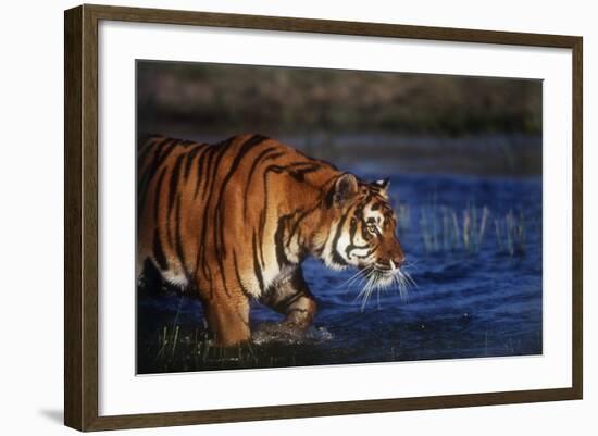 India, Bengal Tiger, Panthera Tigris-Stuart Westmorland-Framed Photographic Print