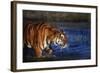 India, Bengal Tiger, Panthera Tigris-Stuart Westmorland-Framed Photographic Print