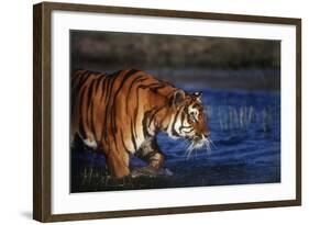 India, Bengal Tiger, Panthera Tigris-Stuart Westmorland-Framed Photographic Print