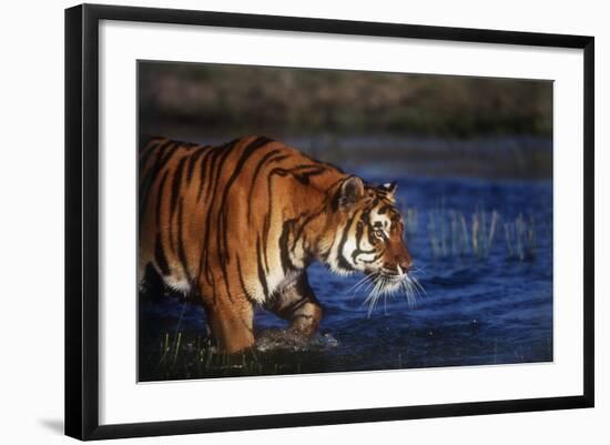 India, Bengal Tiger, Panthera Tigris-Stuart Westmorland-Framed Photographic Print