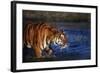 India, Bengal Tiger, Panthera Tigris-Stuart Westmorland-Framed Photographic Print