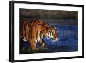 India, Bengal Tiger, Panthera Tigris-Stuart Westmorland-Framed Photographic Print