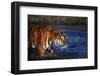 India, Bengal Tiger, Panthera Tigris-Stuart Westmorland-Framed Photographic Print