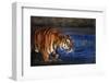 India, Bengal Tiger, Panthera Tigris-Stuart Westmorland-Framed Photographic Print