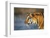 India, Bengal Tiger, Panthera Tigris-Stuart Westmorland-Framed Photographic Print