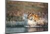 India, Bengal Tiger, Panthera Tigris-Stuart Westmorland-Mounted Photographic Print