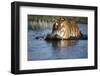 India, Bengal Tiger, Panthera Tigris-Stuart Westmorland-Framed Photographic Print