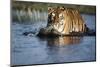 India, Bengal Tiger, Panthera Tigris-Stuart Westmorland-Mounted Photographic Print