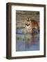 India, Bengal Tiger, Panthera Tigris-Stuart Westmorland-Framed Photographic Print