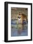 India, Bengal Tiger, Panthera Tigris-Stuart Westmorland-Framed Photographic Print