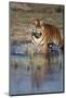 India, Bengal Tiger, Panthera Tigris-Stuart Westmorland-Mounted Photographic Print