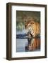 India, Bengal Tiger, Panthera Tigris-Stuart Westmorland-Framed Photographic Print