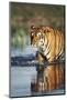 India, Bengal Tiger, Panthera Tigris-Stuart Westmorland-Mounted Photographic Print