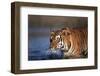 India, Bengal Tiger, Panthera Tigris-Stuart Westmorland-Framed Photographic Print