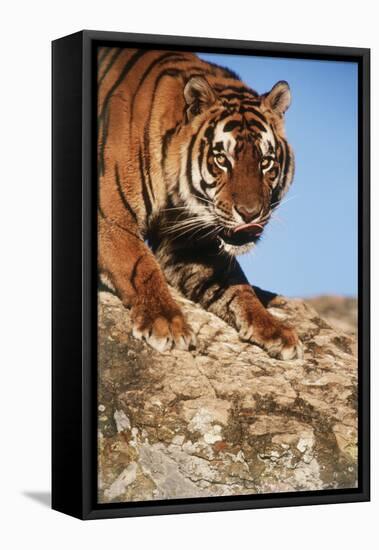 India, Bengal Tigers, Panthera Tigris-Stuart Westmorland-Framed Stretched Canvas