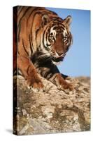 India, Bengal Tigers, Panthera Tigris-Stuart Westmorland-Stretched Canvas