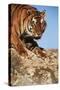 India, Bengal Tigers, Panthera Tigris-Stuart Westmorland-Stretched Canvas