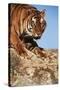 India, Bengal Tigers, Panthera Tigris-Stuart Westmorland-Stretched Canvas