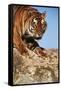 India, Bengal Tigers, Panthera Tigris-Stuart Westmorland-Framed Stretched Canvas