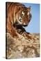 India, Bengal Tigers, Panthera Tigris-Stuart Westmorland-Stretched Canvas