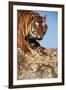 India, Bengal Tigers, Panthera Tigris-Stuart Westmorland-Framed Premium Photographic Print