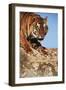 India, Bengal Tigers, Panthera Tigris-Stuart Westmorland-Framed Photographic Print