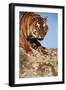 India, Bengal Tigers, Panthera Tigris-Stuart Westmorland-Framed Photographic Print