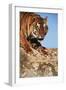 India, Bengal Tigers, Panthera Tigris-Stuart Westmorland-Framed Photographic Print