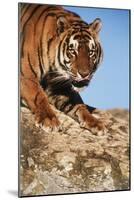 India, Bengal Tigers, Panthera Tigris-Stuart Westmorland-Mounted Photographic Print