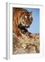 India, Bengal Tigers, Panthera Tigris-Stuart Westmorland-Framed Photographic Print