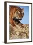 India, Bengal Tigers, Panthera Tigris-Stuart Westmorland-Framed Photographic Print