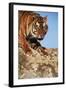 India, Bengal Tigers, Panthera Tigris-Stuart Westmorland-Framed Photographic Print