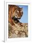 India, Bengal Tigers, Panthera Tigris-Stuart Westmorland-Framed Photographic Print