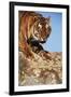 India, Bengal Tigers, Panthera Tigris-Stuart Westmorland-Framed Photographic Print