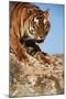 India, Bengal Tigers, Panthera Tigris-Stuart Westmorland-Mounted Photographic Print