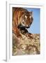 India, Bengal Tigers, Panthera Tigris-Stuart Westmorland-Framed Photographic Print