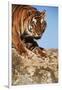 India, Bengal Tigers, Panthera Tigris-Stuart Westmorland-Framed Photographic Print