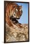 India, Bengal Tigers, Panthera Tigris-Stuart Westmorland-Framed Photographic Print