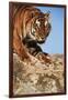 India, Bengal Tigers, Panthera Tigris-Stuart Westmorland-Framed Photographic Print