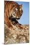 India, Bengal Tigers, Panthera Tigris-Stuart Westmorland-Mounted Premium Photographic Print