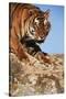 India, Bengal Tigers, Panthera Tigris-Stuart Westmorland-Stretched Canvas