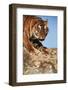India, Bengal Tigers, Panthera Tigris-Stuart Westmorland-Framed Photographic Print